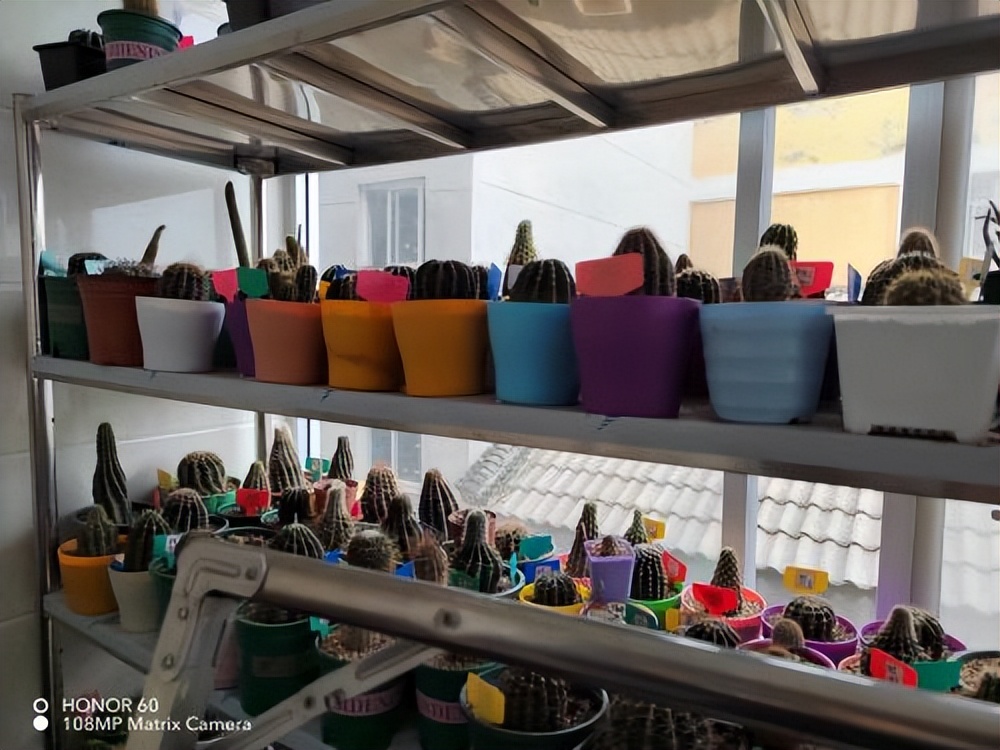 敲门行动记藏“肉肉”的哑女