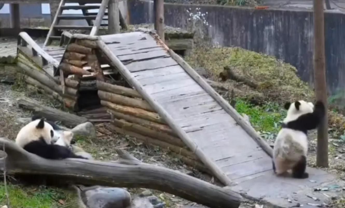 考古爱宝,考古爱宝的童年经历