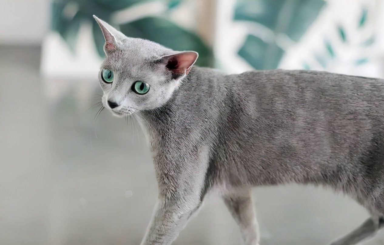 俄罗斯猫被制裁猫的反应,俄罗斯人对猫被制裁的看法