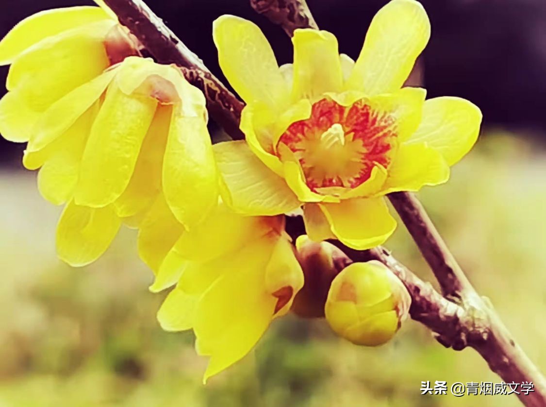 七律诗是梅花我是仙（五首）