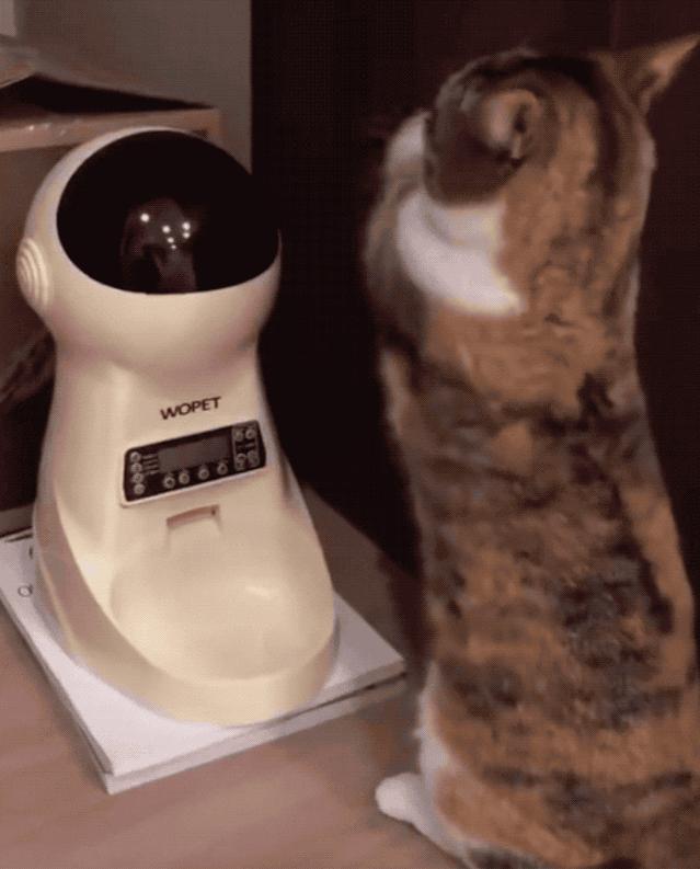 主人太经常在家猫咪会抑郁吗,狗狗和猫咪在家里的最佳表现