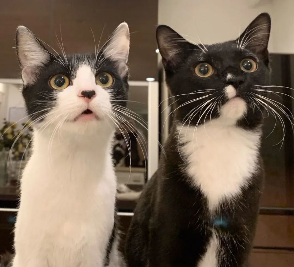 奶牛猫真的每一只都傻吗,原来奶牛猫是这样诞生的