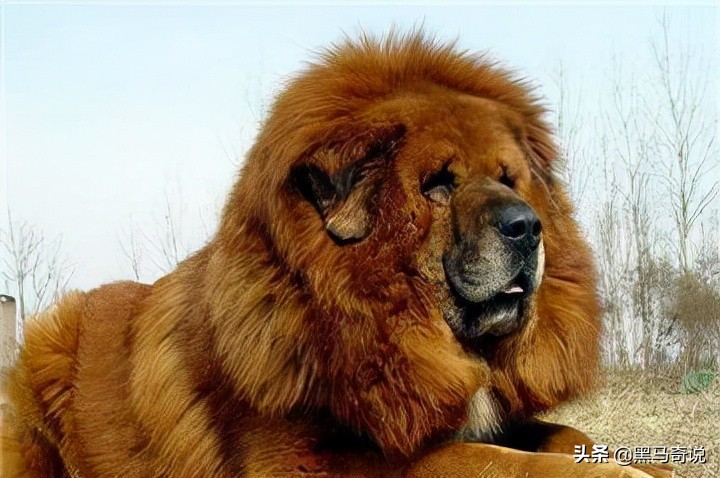 濒临灭绝藏獒,藏獒濒临灭绝