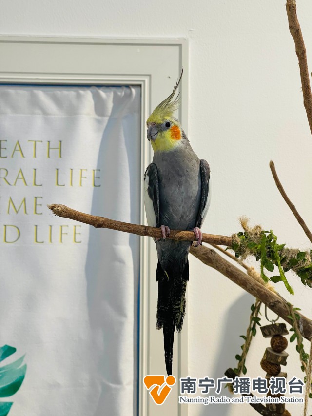 手养鸟获年轻人喜爱，治愈型社交受热捧