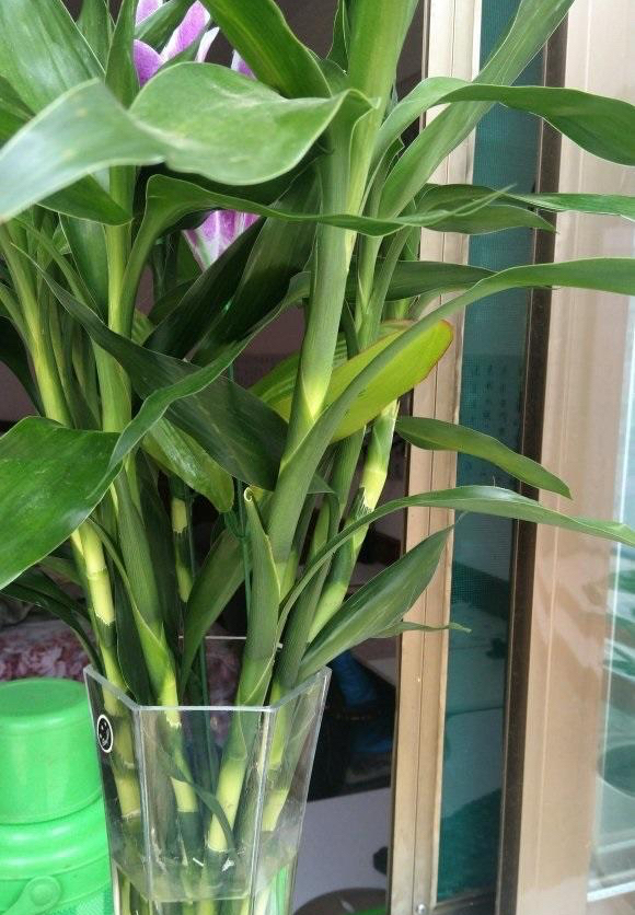 怎么样让水培富贵竹长得茂盛,短粗富贵竹水培方法