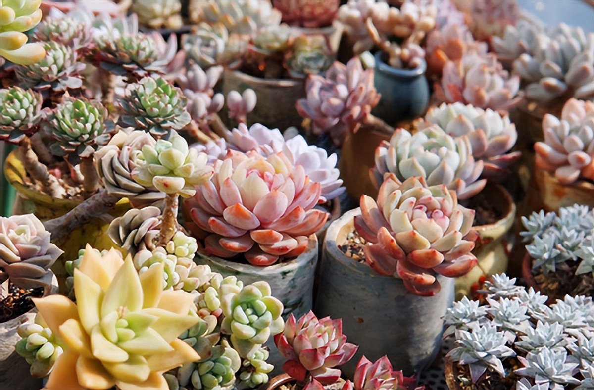 多肉植物存活率多少合适,网购的多肉怎么样快速养好根