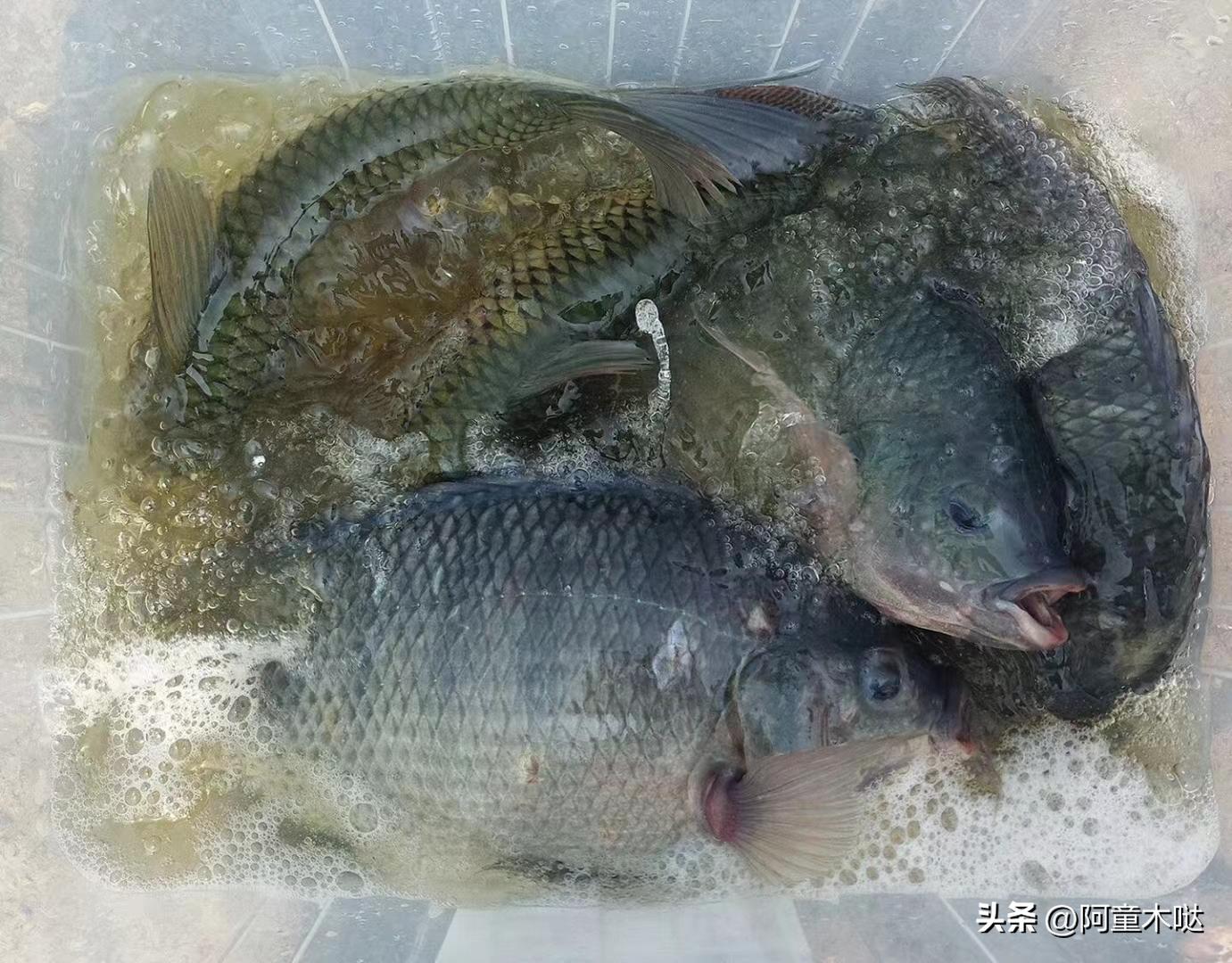 容桂农庄哪家好,容桂农庄便宜又好吃的地方推荐