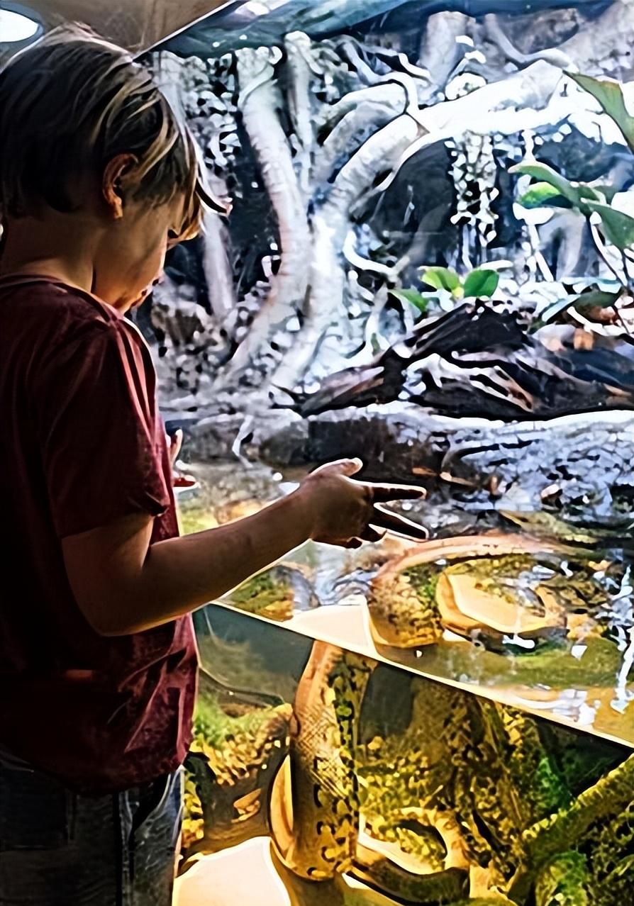 美洲豹捕杀鳄鱼为什么咬背部脖子,美洲豹捕杀鳄鱼压住鳄鱼