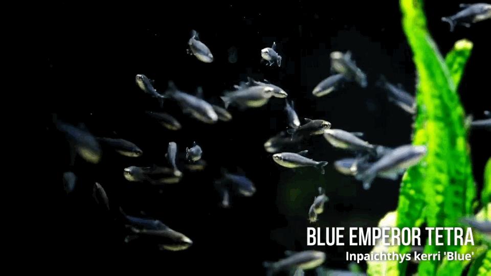 热带观赏鱼长视频,各种热带观赏鱼介绍