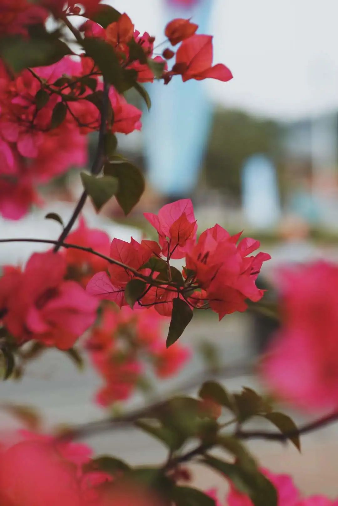 想为你写首诗大全,为你写一首浪漫的情诗