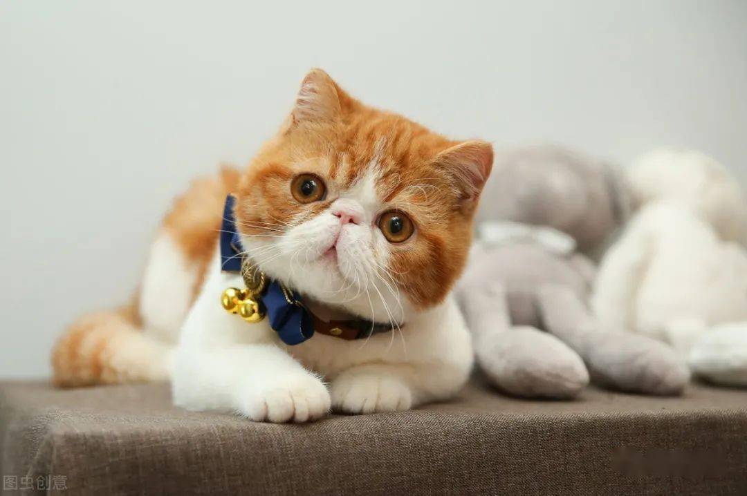 猫会跟着有灵性的人,猫是有灵性的好可爱的猫