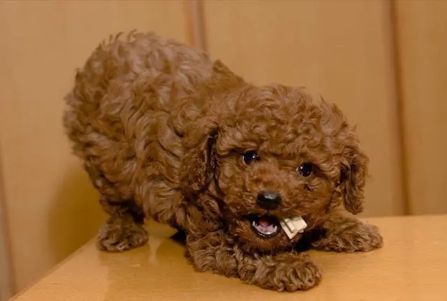 母泰迪成型后多少厘米,泰迪什么时候成型不会再长了