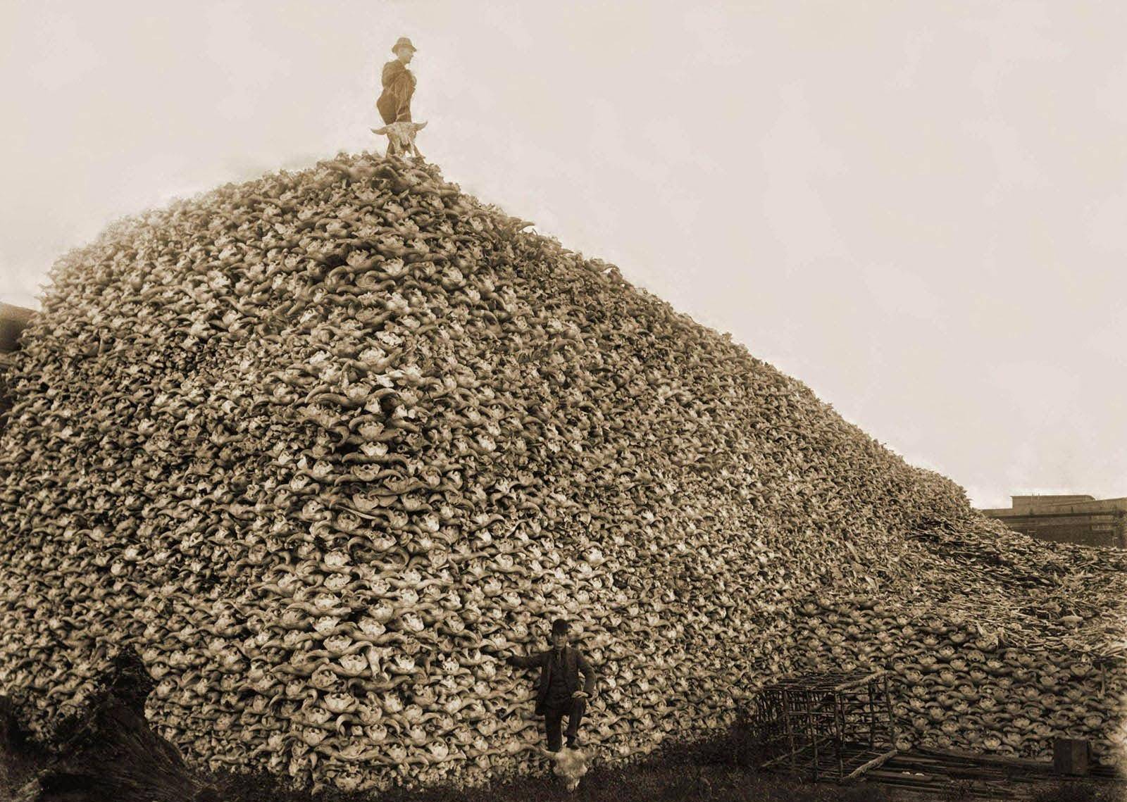 三大雄狮捕杀野牛事件,美洲野牛被屠戮殆尽