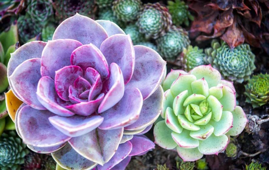 多肉寄养师是干嘛的,一些你不知道的冷门专业