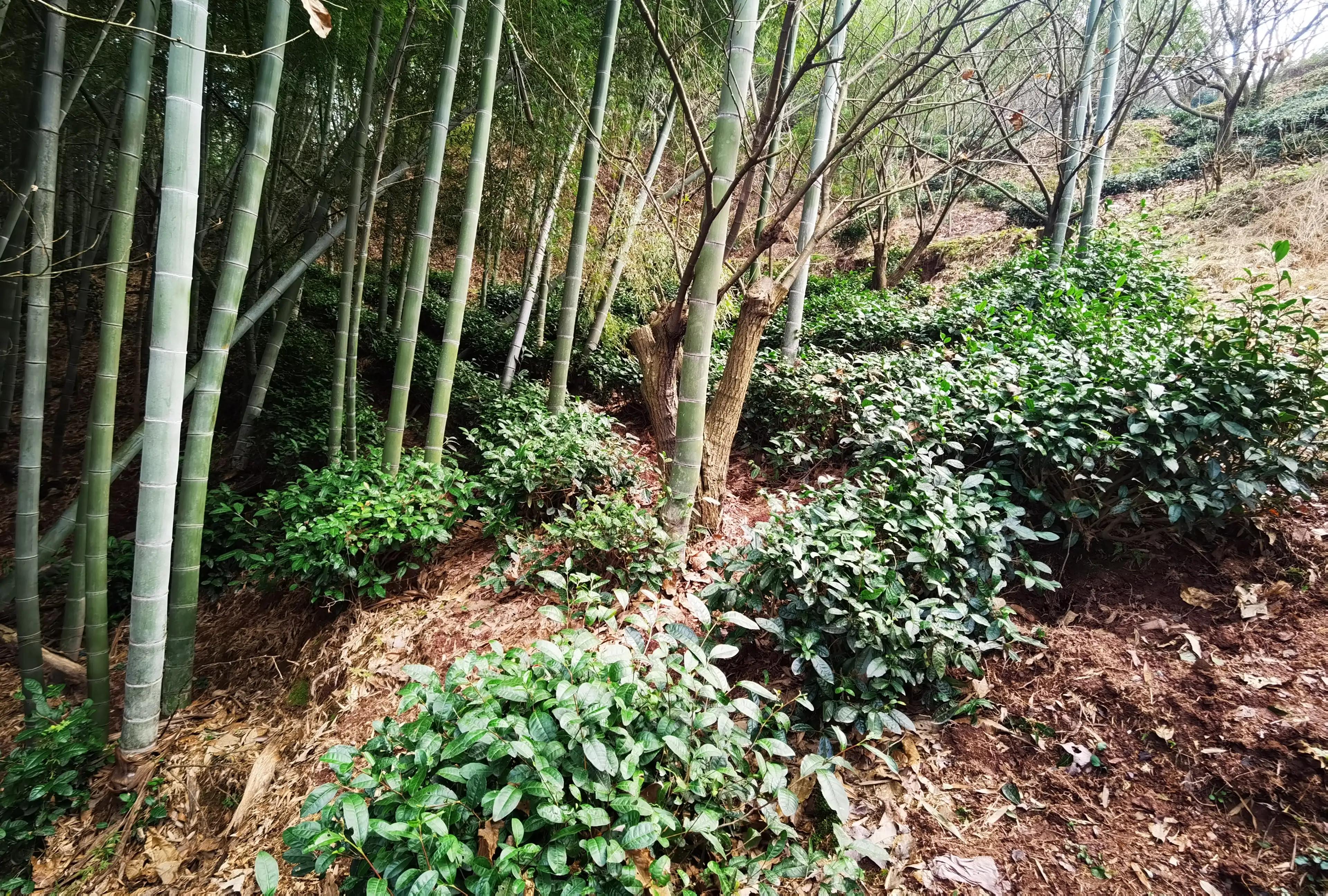 绍兴最好的笋丝梅干菜制作方法,浙江笋丝梅干菜的家常做法