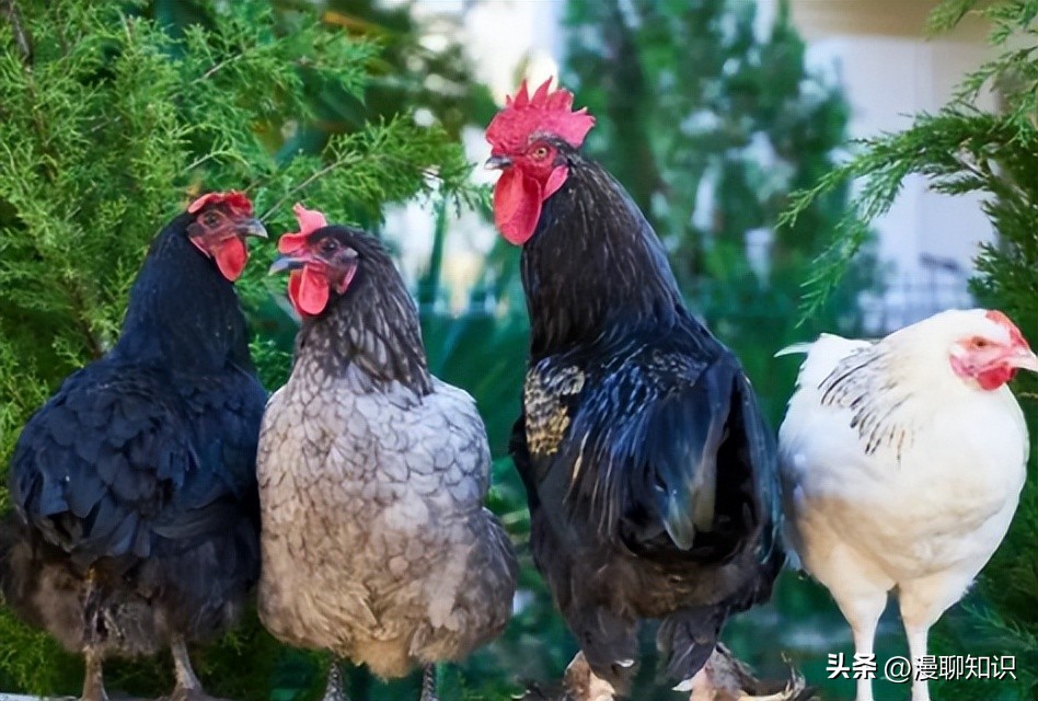 鸡沙门菌能引起鸡白痢吗,鸡白痢沙门氏菌病的研究进展