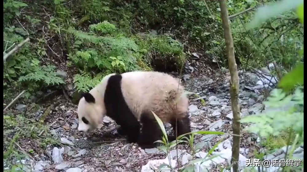 六五环境日关爱自然图片,六五环境日是什么