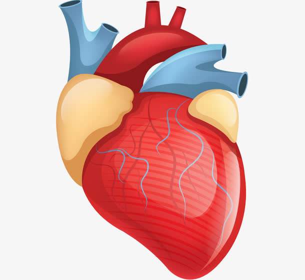 没有氧心脏还能跳动吗,没有氧会有水吗