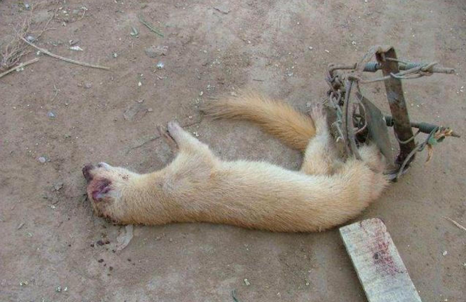 捕杀黄鼠狼违法吗,捕杀黄鼠狼怎么处罚