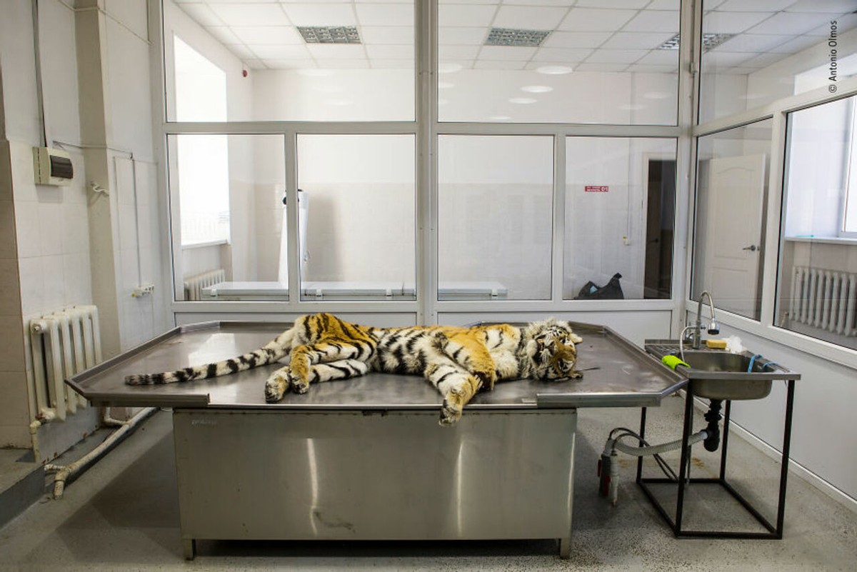 2019年最佳野生动物照片,2022年搞笑野生动物摄影作品