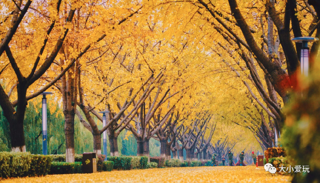 银杏最美的地方,这九个美丽的地方你想去看看吗