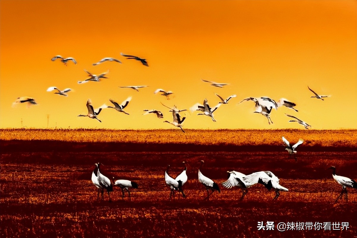 盐城最大的海边城市,盐城海岸线为何一直延伸