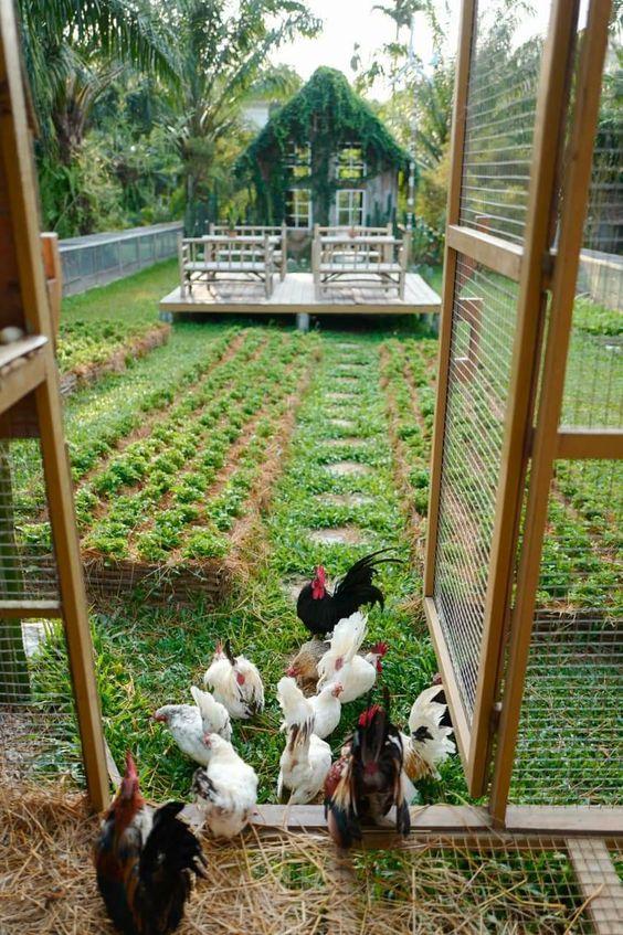 就喜欢养点花花草草,在楼顶菜园用笼子养鸡