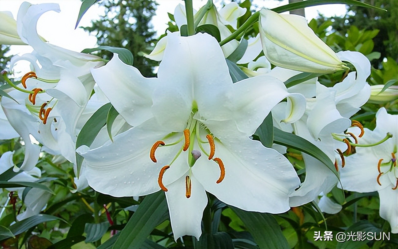 百合花的花语文案爆款,百合花的花语和传说