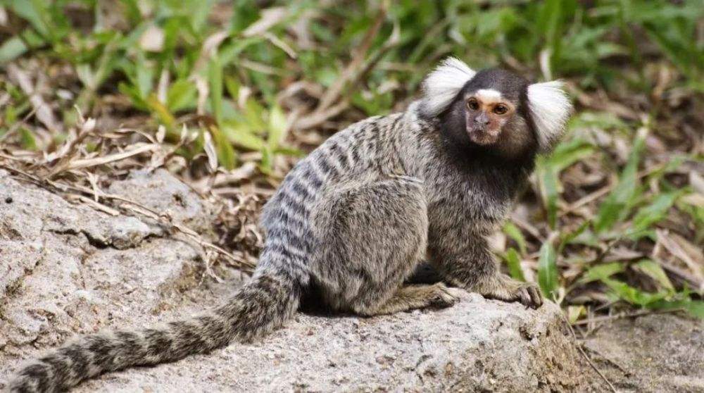 男人在路边意外捡到一只野猴子,男子捡到一只猴子带回家