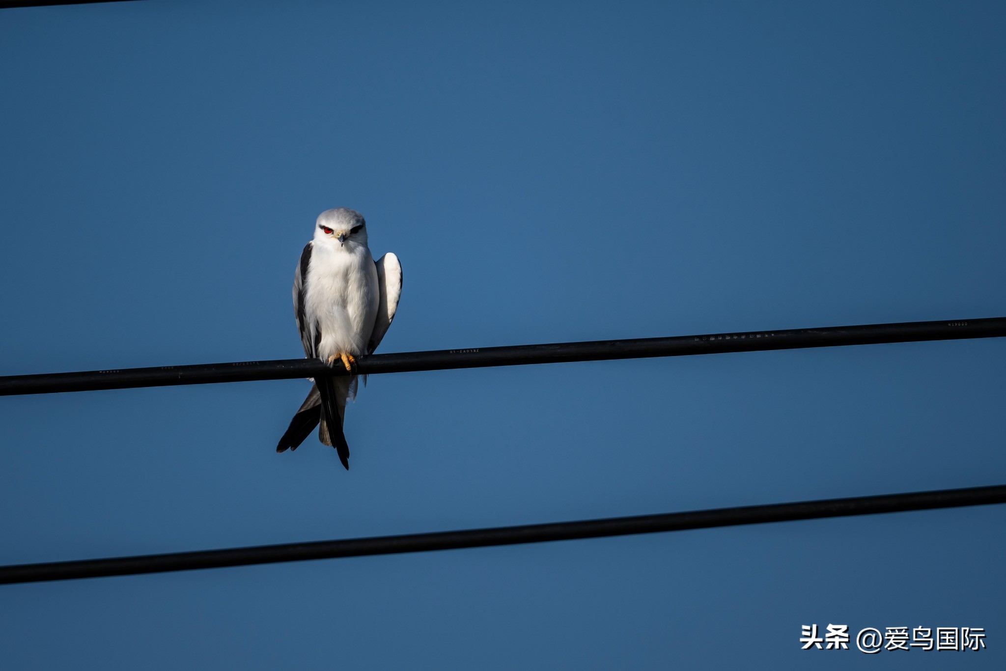 Alpha 1鸟种“加新”之旅 索尼云南拍鸟活动手记