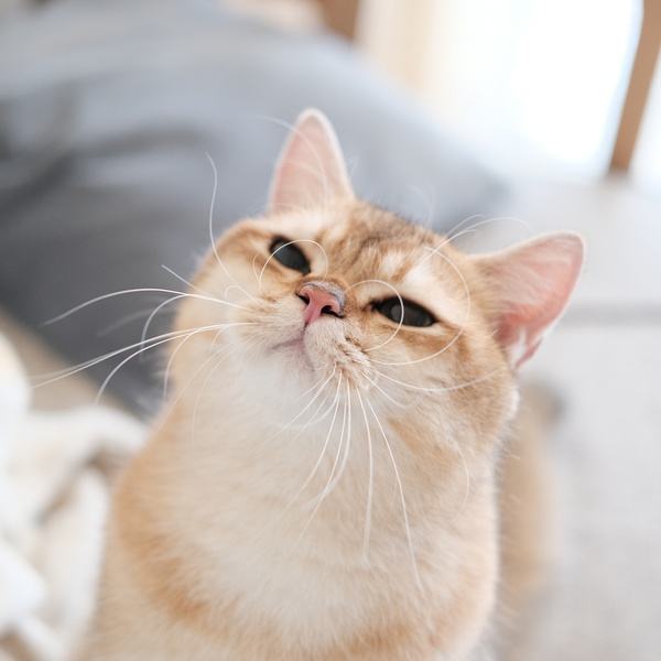 猫咪胡须不小心烧了问题大吗,原来猫咪的胡须有这么多的功能