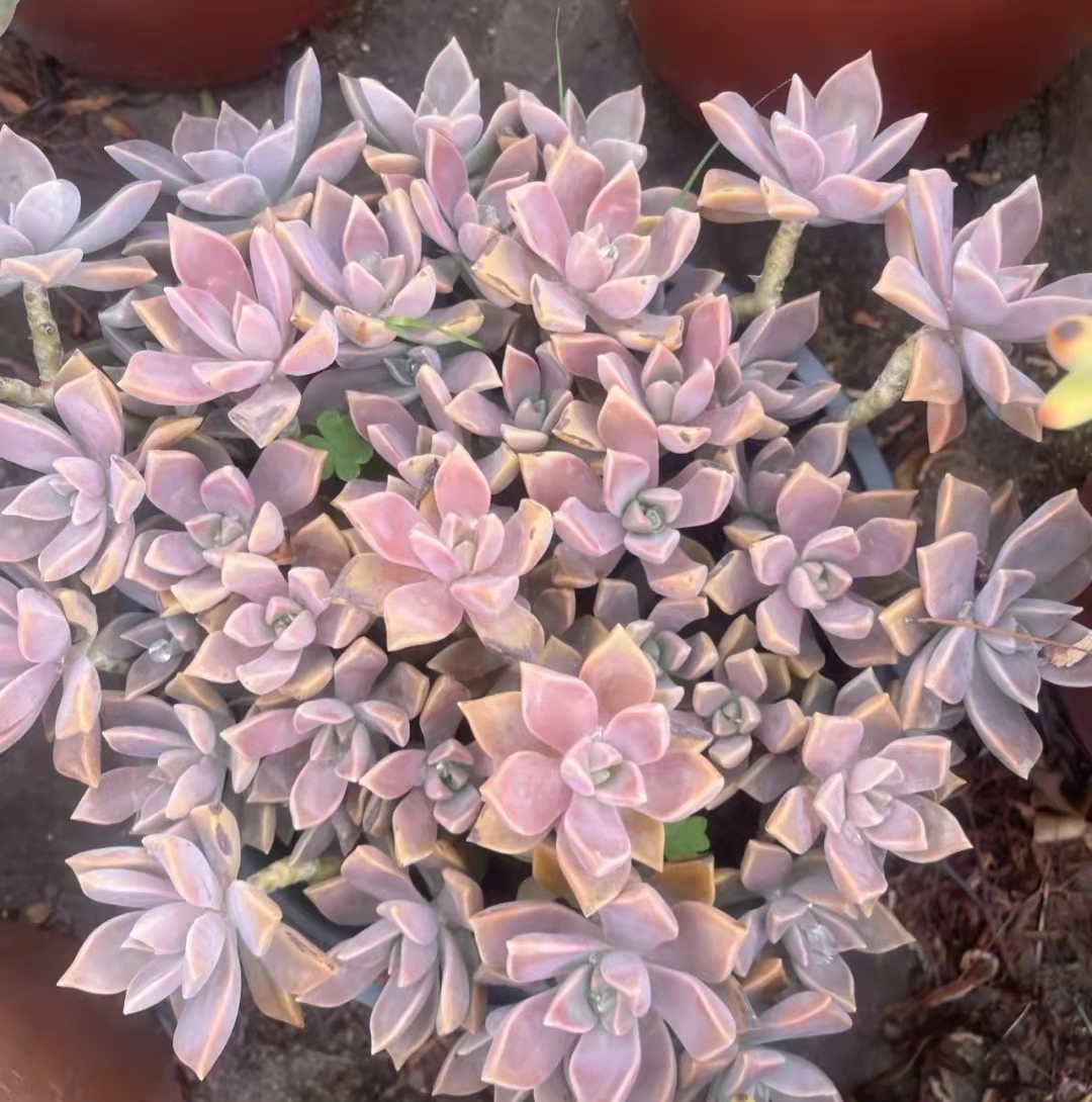 中国养宠物的小姐姐,西班牙养多肉