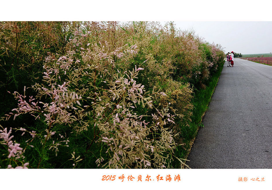 辽宁盘锦红海滩免费旅游攻略,内蒙古足迹旅行