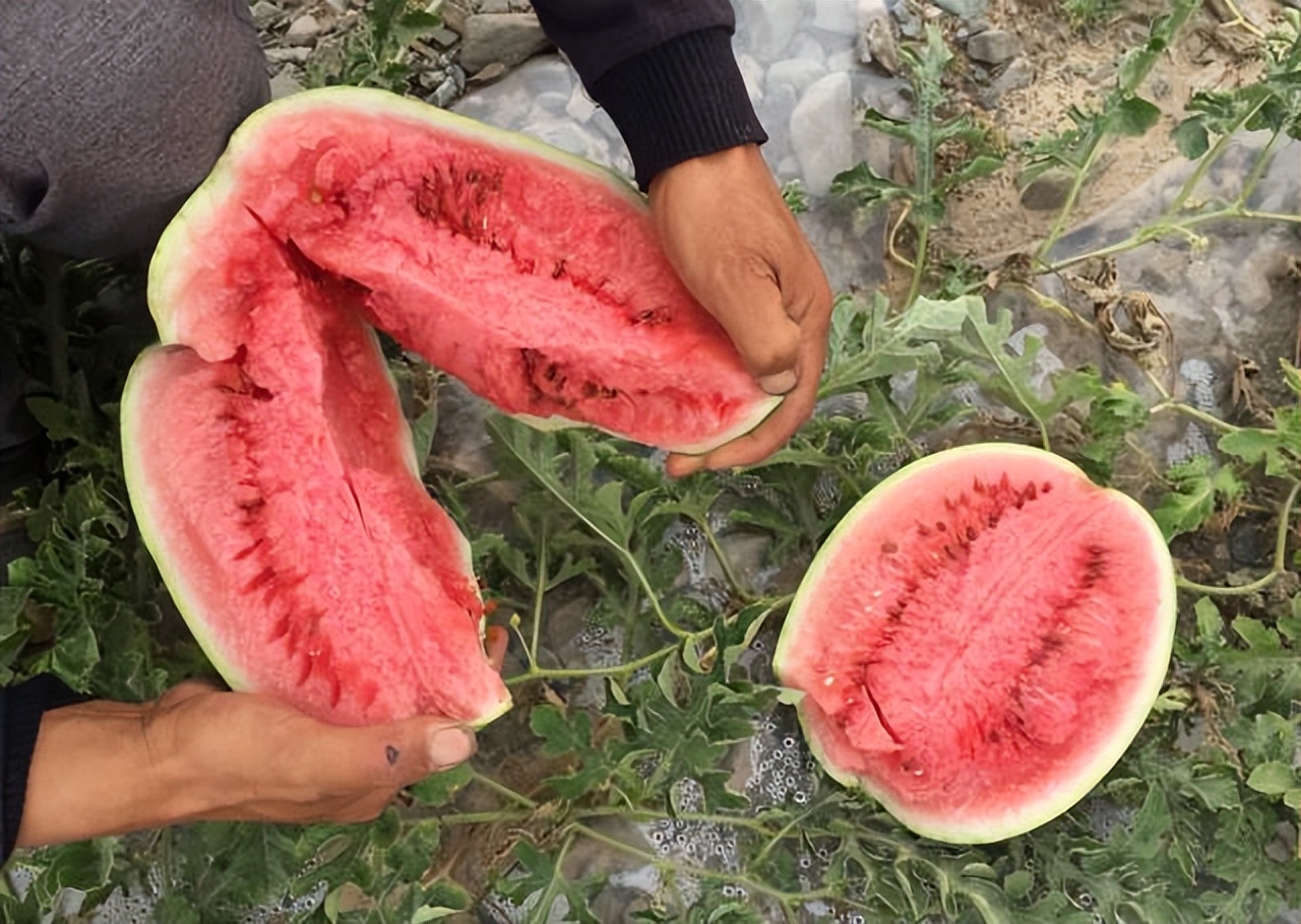 戈壁西瓜为什么会被禁种,戈壁西瓜有多大危害