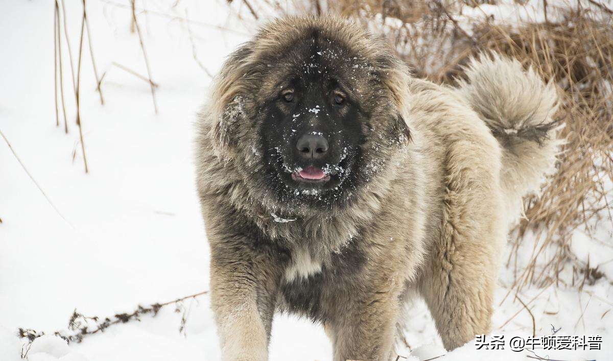 世界十大猛犬中国藏獒只排第二,世界猛犬排名藏獒只当小弟