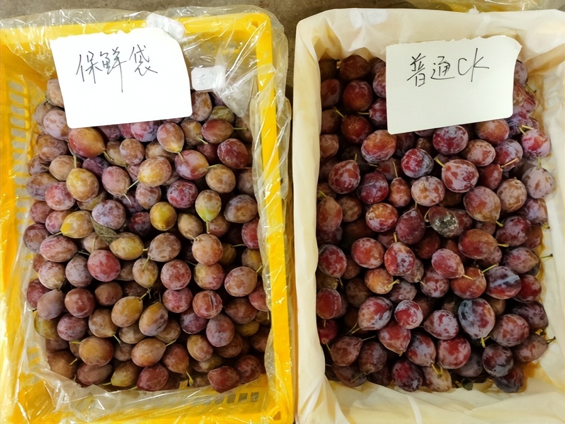 西梅冷藏保鲜方法,西梅保鲜及储存方法