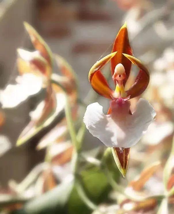 什么兰是最流行的兰花呢,兰花中哪个品种最好看又好养