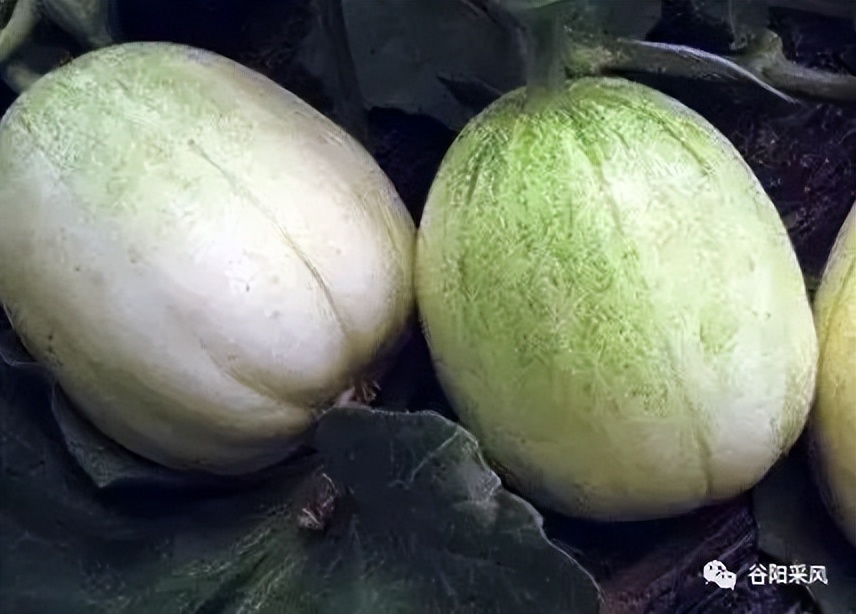 固镇美味香喷喷的小香瓜,话说固镇之722)