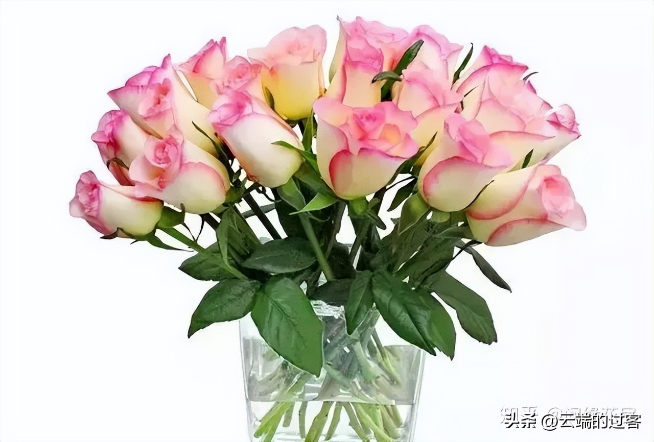 1到99朵玫瑰的含义图片,1到99朵玫瑰花语是什么