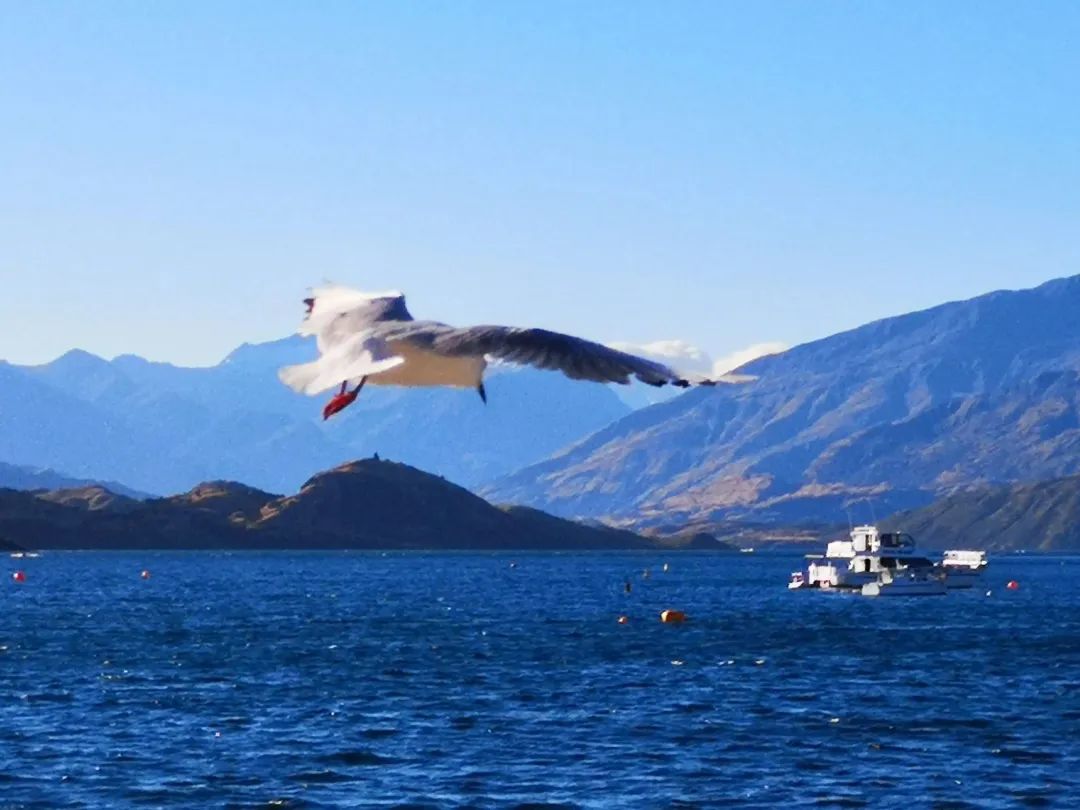 写给不被疫情束缚的心:用文字“云”游新西兰全境