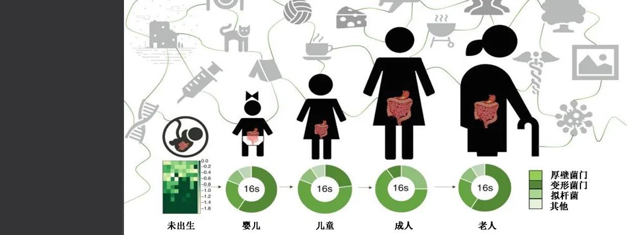 酸奶是用老人的粪便提取出来的吗,酸奶的菌种是从粪便里面提取的吗