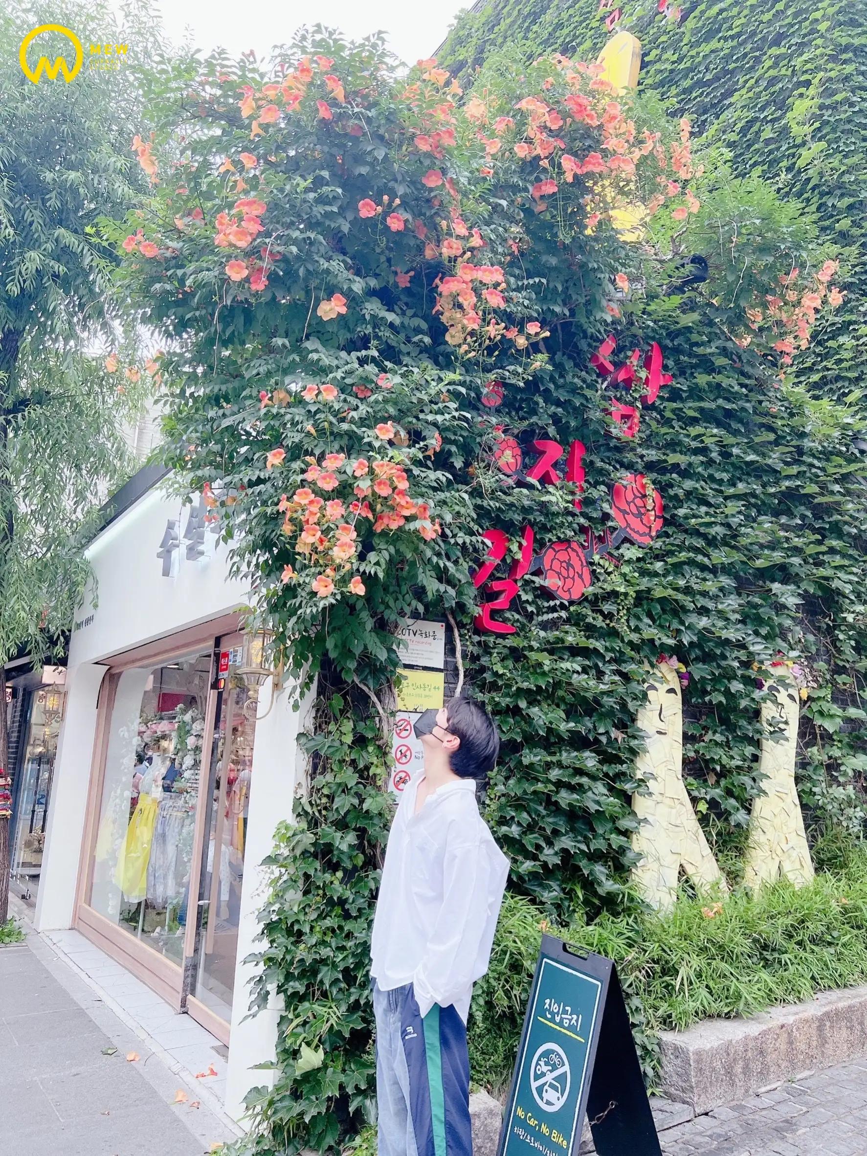 人间妄想缪苏帕图片,人间妄想缪博士