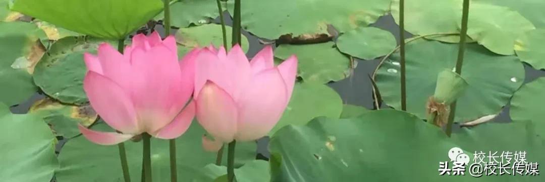 有效作业设计与实际应用心得体会,有效作业设计策略心得体会