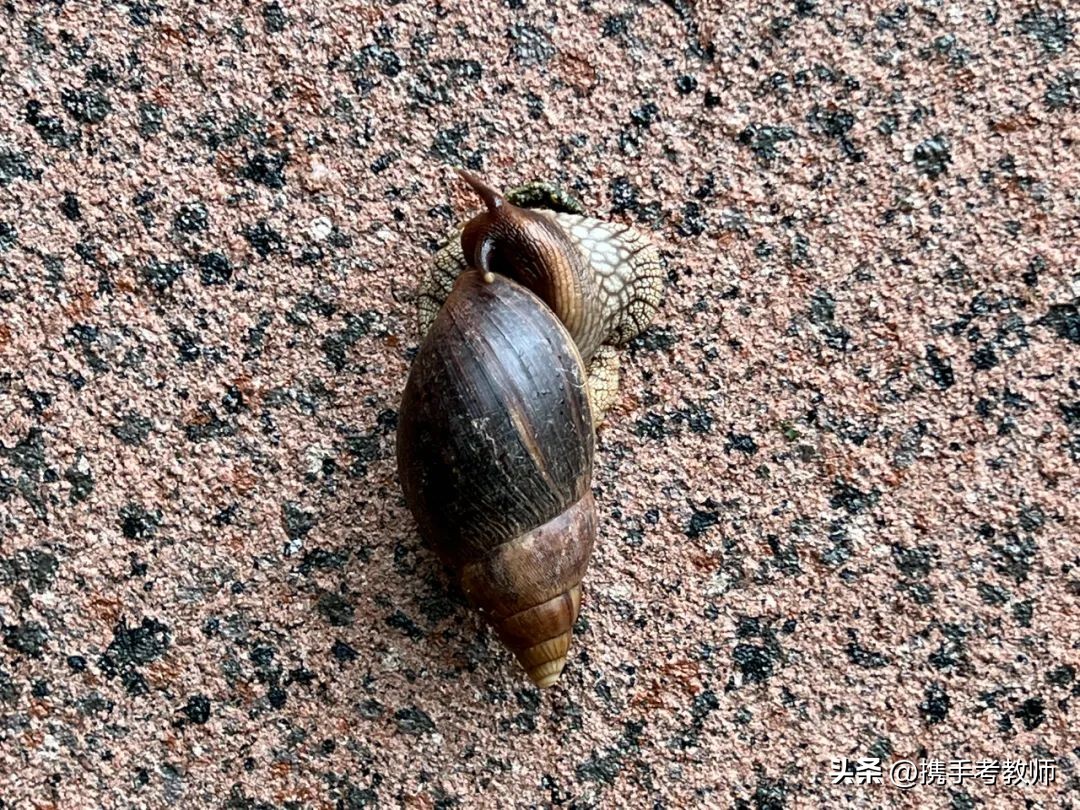 「长长见识」你了解非洲大蜗牛吗？
