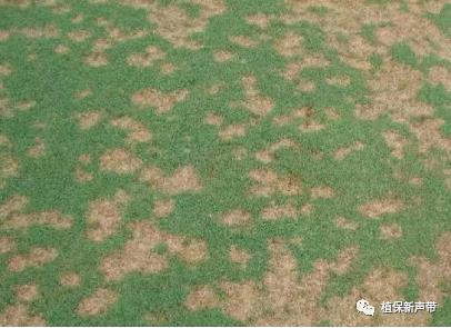 草坪锈病的病害预测及防治策略,草坪病害识别与防治