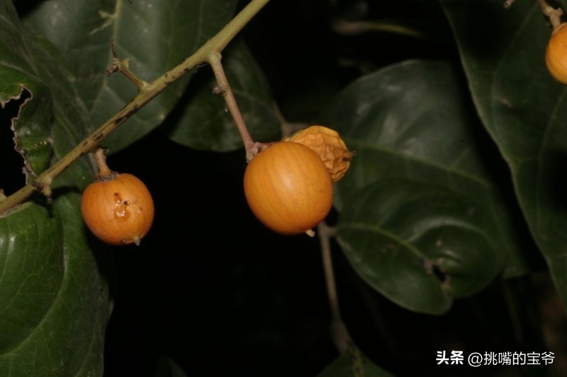 建国首日就与我国建交的非洲穷国，8种罕见水果，你见过几种