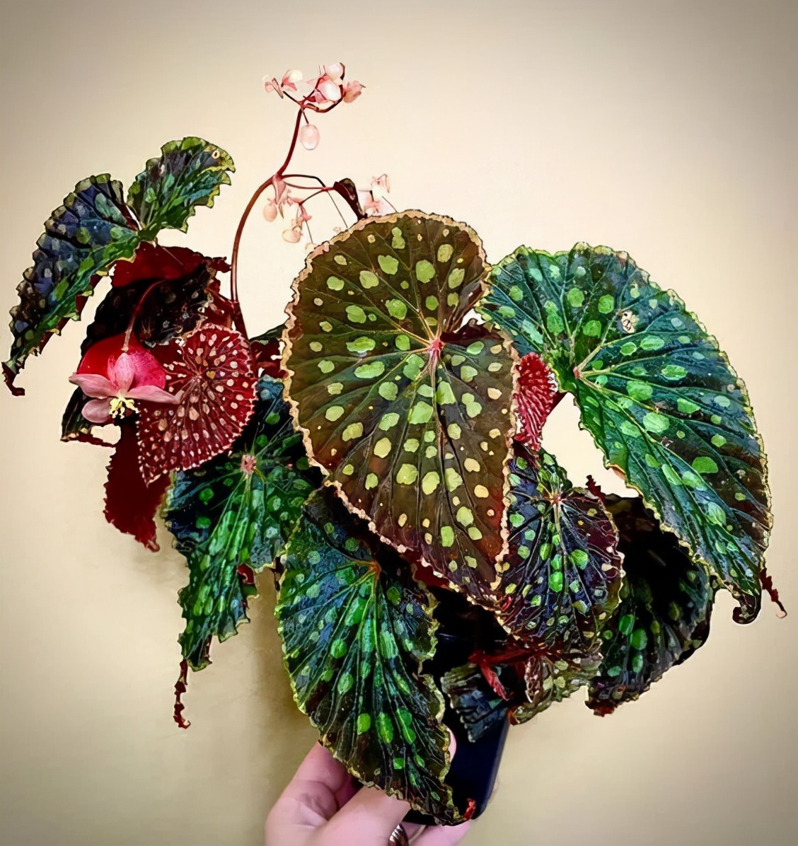 特别小众的4种室内观叶植物，容易养好，颜值高，但很少人了解