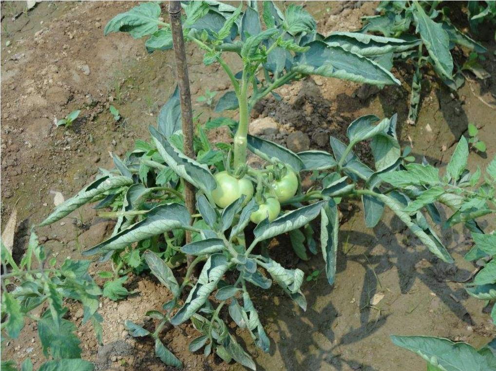 番茄叶片边缘焦枯卷曲,番茄叶子卷曲皱缩怎么处理