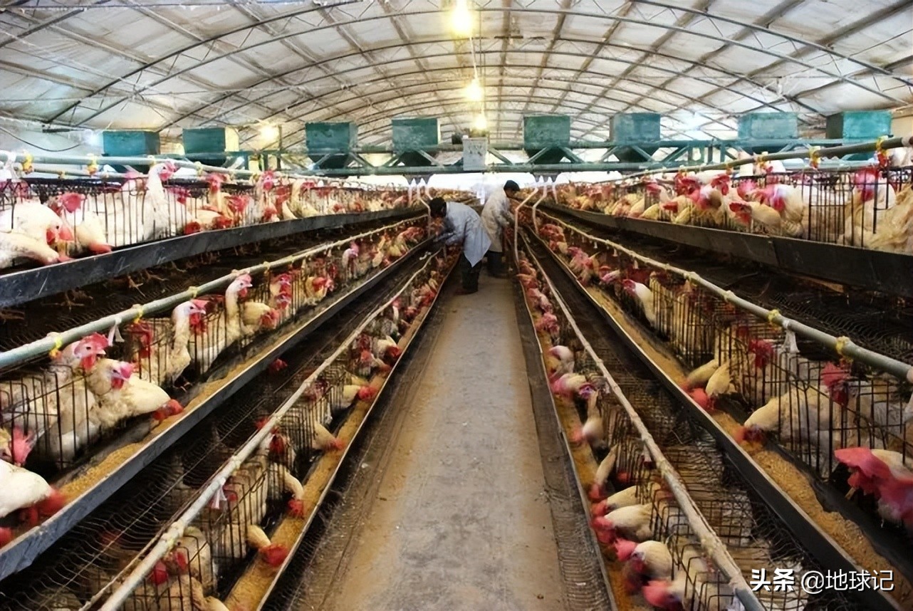 为什么印度这么多人口还出口粮食,印度为什么出口粮食便宜国内贵