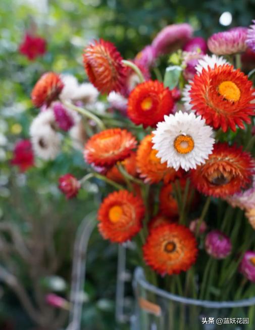 麦秆菊什么时候开花,麦秆菊永生花